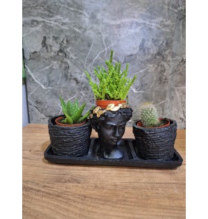 Dekoratif Sukulent Seti